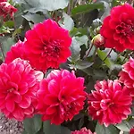 La Cle De Saule فندق مبيت وإفطار Saint-Maclou-de-Folleville