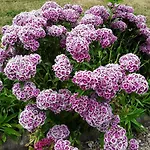 La Cle De Saule Saint-Maclou-de-Folleville