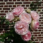 La Cle De Saule 3* Saint-Maclou-de-Folleville