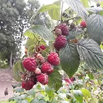 La Cle De Saule
