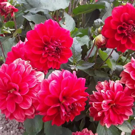 La Cle De Saule Panzió Saint-Maclou-de-Folleville