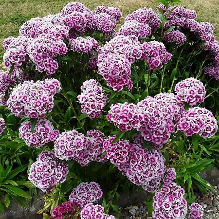 La Cle De Saule Saint-Maclou-de-Folleville