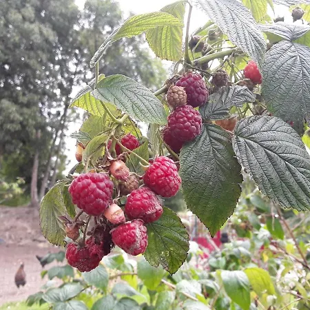 La Cle De Saule