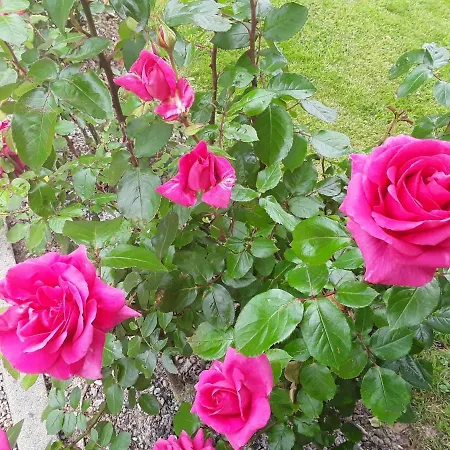 Bed & Breakfast La Cle De Saule