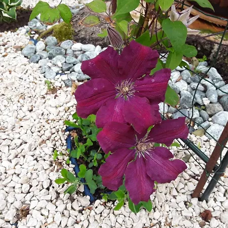 La Cle De Saule Panzió 3*