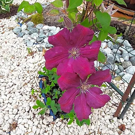 La Cle De Saule 3*